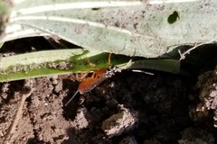 Mesostenus thoracicus