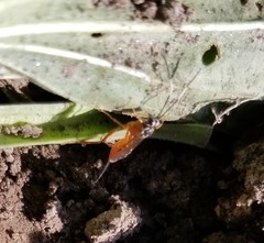 Mesostenus thoracicus