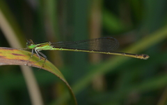 Agriocnemis exsudans