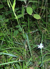 Aristea ensifolia