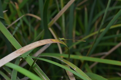 Agriocnemis exsudans
