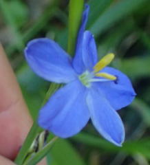 Aristea ensifolia