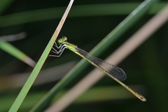 Agriocnemis exsudans
