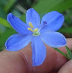 Aristea ensifolia