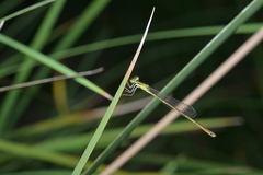Agriocnemis exsudans