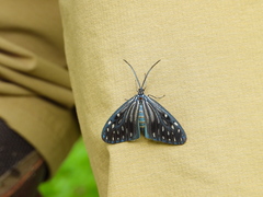 Cyclosia pieridoides