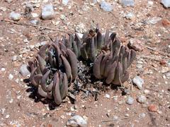 Hereroa puttkameriana