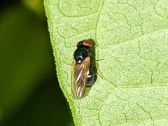 Lonchaeini
