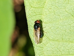 Lonchaeini