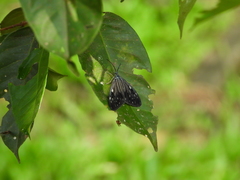 Cyclosia pieridoides