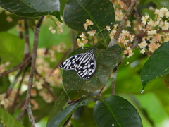 Cyclosia pieridoides