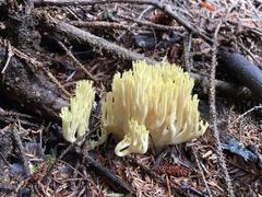 Ramaria cystidiophora