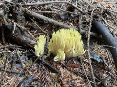 Ramaria cystidiophora