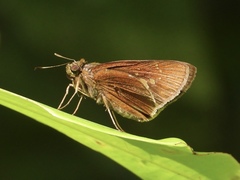 Caltoris cormasa
