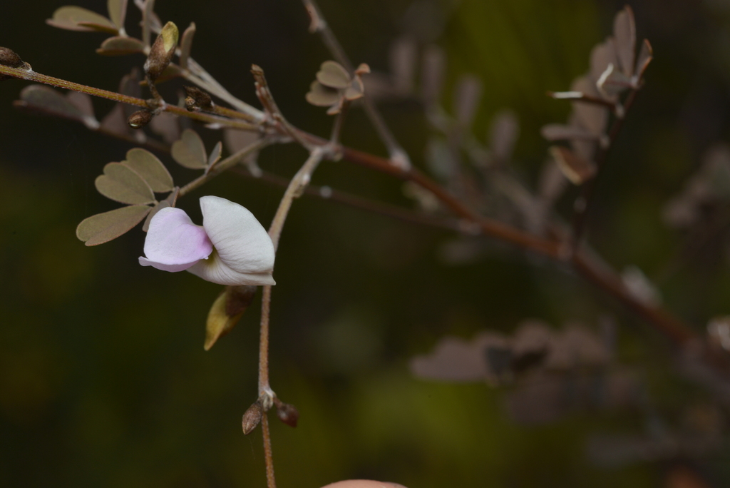Tephrosia leratiana