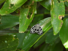 Cyclosia pieridoides