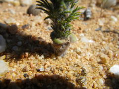 Eriospermum paradoxum