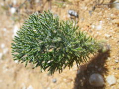 Eriospermum paradoxum