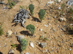 Eriospermum paradoxum