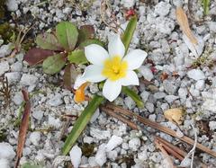 Moraea variabilis