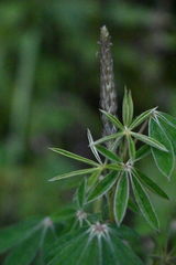 Lupinus elegans