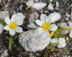 Moraea variabilis