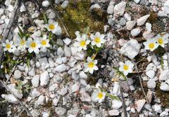 Moraea variabilis