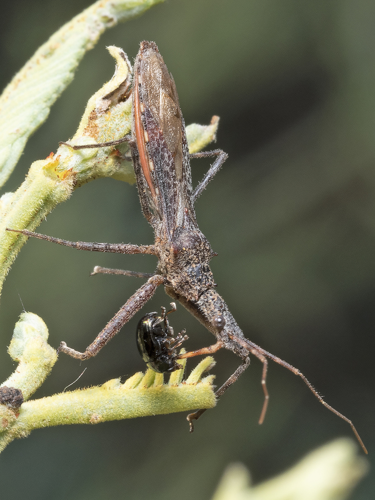 Nyllius australicus