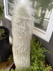 Espostoa