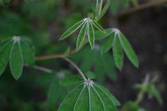 Lupinus elegans