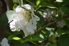 Viburnum macrocephalum