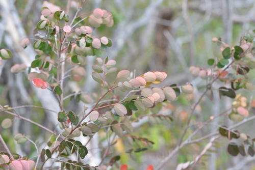 Phyllanthus buxoides observed 2021-08-02