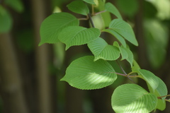 Viburnum macrocephalum