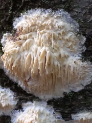 Radulomycetaceae
