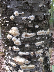 Radulomycetaceae