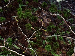 Dendroligotrichum