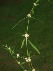 Alternanthera nahui