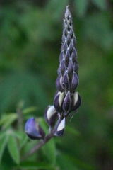 Lupinus elegans