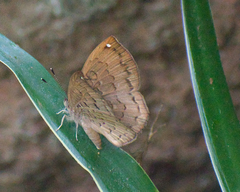 Voltinia umbra