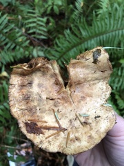 Cortinarius riederi