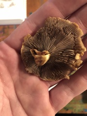 Cortinarius riederi