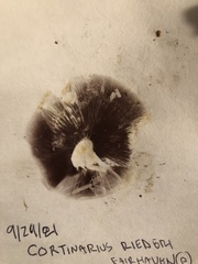 Cortinarius riederi