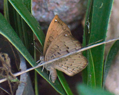 Voltinia umbra