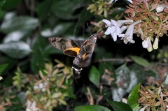 Macroglossum pyrrhostictum