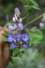 Lupinus elegans