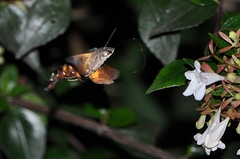 Macroglossum pyrrhostictum