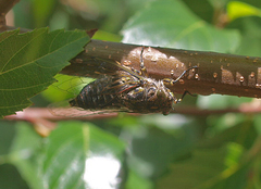 Amphipsalta