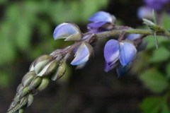 Lupinus elegans
