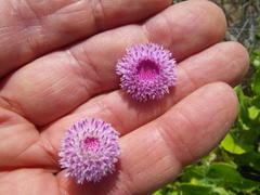 Bolandia pinnatifida