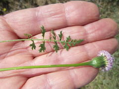 Bolandia pinnatifida